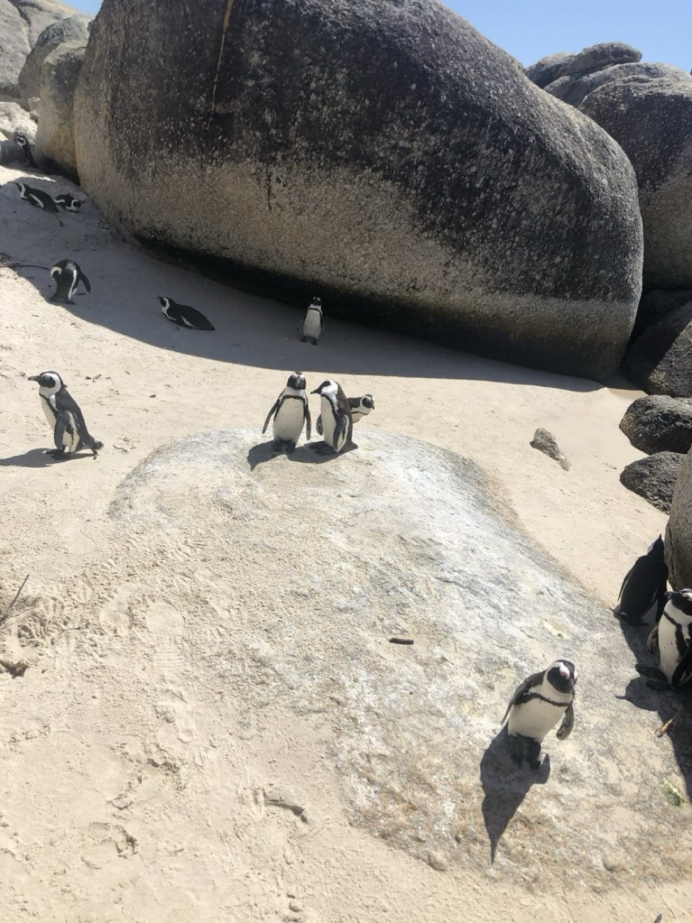 African penguins on Boulders Beach, South Africa